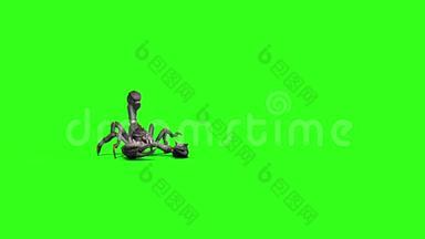 动物天蝎座步行前绿色屏幕3D渲染