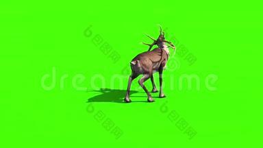 动物驯鹿攻击背绿幕3D渲染动画
