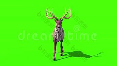 动物驯鹿自行车前绿幕3D渲染动画