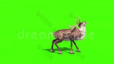 动物驯鹿攻击侧绿幕3D渲染动画