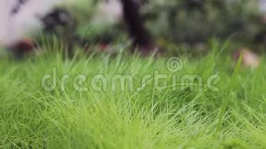在绿色的年轻草坪上特写。 用浇水罐手工浇水.. 慢慢