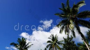 棕榈树上方的云