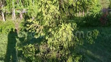 青枝杉树径道春<strong>时节</strong>.. 相机倾斜。 常绿树和针叶。