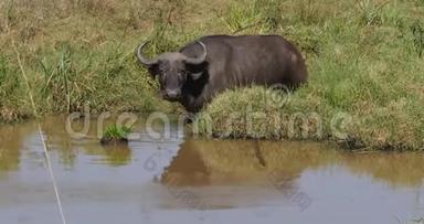 非洲水牛，切角，肯尼亚内罗毕公园水洞成人，<strong>实时</strong>
