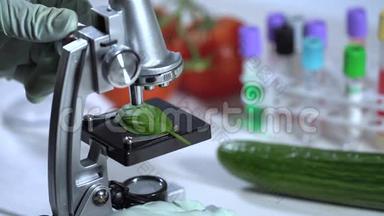 食品质量控制-实验室用显微镜检查罗勒叶的科学家