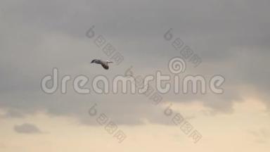 一只海鸥在乌云的背景下飞翔