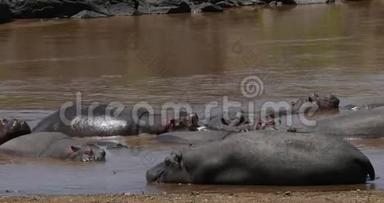 河马，河马，两栖动物，群立于河中，肯尼亚马赛马拉公园，<strong>实时</strong>
