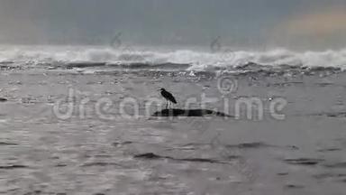黑鸟白鹭飞在大海的波涛上