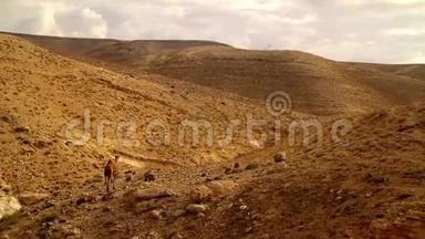 骆驼在岩石沙漠上自由行走
