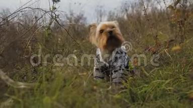 一只穿着西装的小狗在草地上吠叫的肖像。4公里