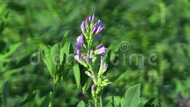 紫花<strong>苜蓿</strong>是以紫花为背景，在农业中用作饲料，含有大量蛋白质