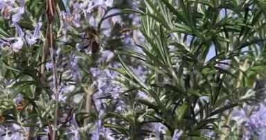欧洲蜜蜂，蜜蜂蜜蜂，采迷迭香花，授粉行为，诺曼底，实时
