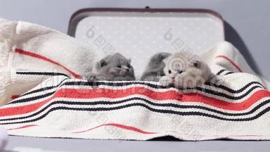 可爱的脸，刚出生的小猫在ca旅行箱