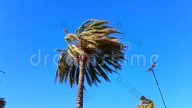 棕榈树在强风中吹拂