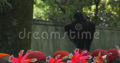 东京白天戴着红帽子和黑乌鸦的雕像守护者