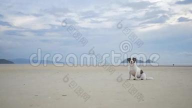 坐在沙滩上的<strong>可爱</strong>的狗。 泰国Koh Phangan。 <strong>高清</strong>慢速运动。