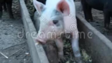小猪从谷里吃东西，在农场院子里快乐地奔跑