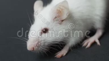 白色实验室鼠标上黑色背景特写..