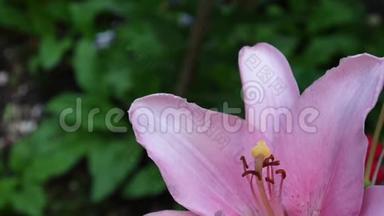 粉红植物百合球茎细节特写高清镜头-草本老虎百合花视频。