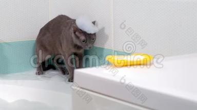 漂亮的女人在浴室里放松。 白沫，悠然洗漱.. 猫坐在附近