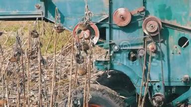 老联合收割机在田野上晒干向日葵。 运作的收割机详情