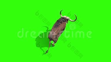 水牛跑圈顶级动物角绿色屏幕3D渲染动画