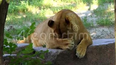 在阳光明媚的一天，一只母狮子正在动物园里用滑稽的方式舔它的爪子
