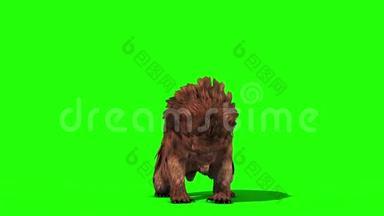 布朗熊攻击循环前绿色屏幕三维渲染动画