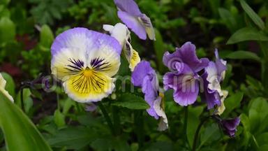 有不同颜色的花盘。 微风带着紫罗兰的花朵穿过田野。 视频高清拍摄