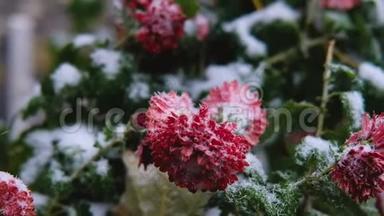 雪下红叶红菊花.. 初雪，秋，春，初冬.. 动作缓慢。