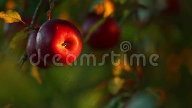 日落时苹果树上挂满了红苹果。 红苹果长在树枝上。