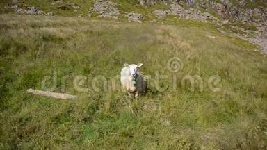 美丽的白色软绵绵的绵羊在户外的<strong>夏日</strong>田野旁，在<strong>夏日</strong>的微风中，在挪威北部的公海上