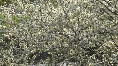 风中樱桃树的春白花