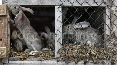 兔子在荷兰