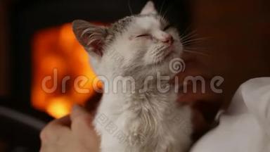 可爱的小猫在壁炉边享受主人的宠爱