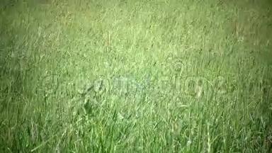 高高的小草在微风中吹拂.. <strong>大风</strong>把田野里的蒂莫西-草地变成了夏日的晴天