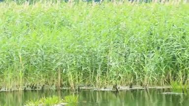 有高芦苇的池塘。 拉什湖。 野生大自然