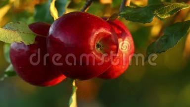 日落时苹果树上挂满了红苹果。 红苹果长在树枝上。
