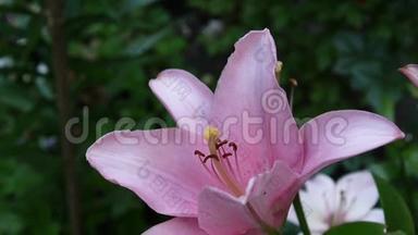 粉红植物百合球茎细节特写高清镜头-草本老虎百合花视频。