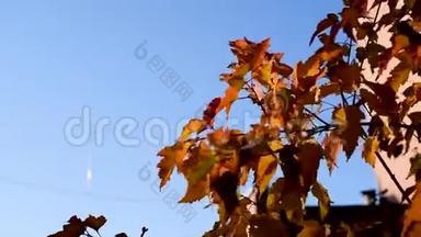 在风中摇曳的<strong>红色</strong>和黄色的光的叶子，把太阳的<strong>光线</strong>照在秋天的蓝天上