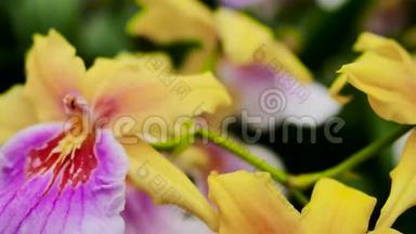 紫黄色兰花。 摄像机回到滑块上。 颜色校正。