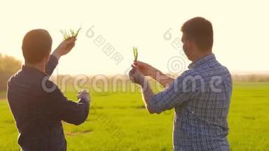 几个农民在田间使用数字平板电脑。 两个农民站在一块田里看着平板电脑。 他们是