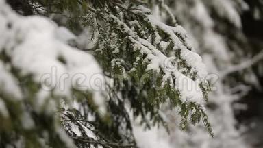 云杉和松树的树枝覆盖着雪。 雪杉林的冬日，圣诞节和新年