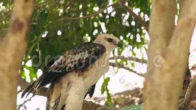 在绿树枝上特写猎食蛇鹰的鹰鸟.. 野生的食肉鸟。 鸟类学，观鸟