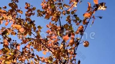 在风中摇曳的<strong>红色</strong>和黄色的光的叶子，把太阳的<strong>光线</strong>照在秋天的蓝天上