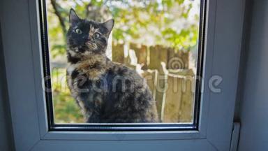 猫在窗外