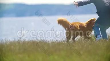 在阳光明媚的日子里，黄色的狗在草地上玩<strong>飞盘</strong>，动作缓慢