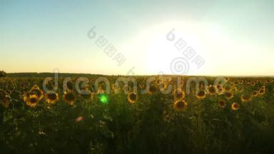 在美丽的日出的光芒中绽放着向日葵的田野。 农业商业概念。 有机收获向日葵。