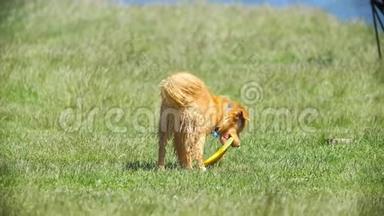 有趣的红色小狗抓住牙齿<strong>飞盘</strong>跑在草地上