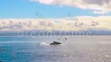 三条鲸鱼在<strong>游动</strong>，尾巴在空中